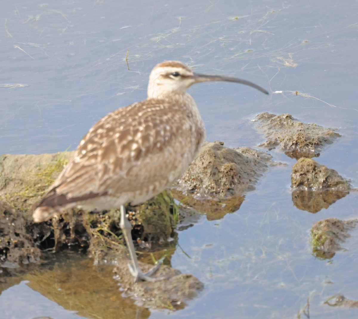 Whimbrel - ML600332261