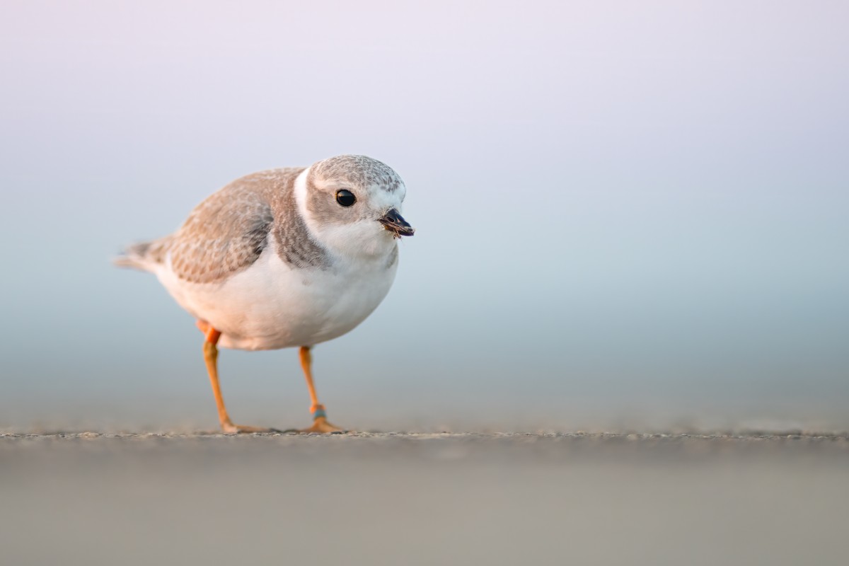 Piping Plover - Matthew Dolkart