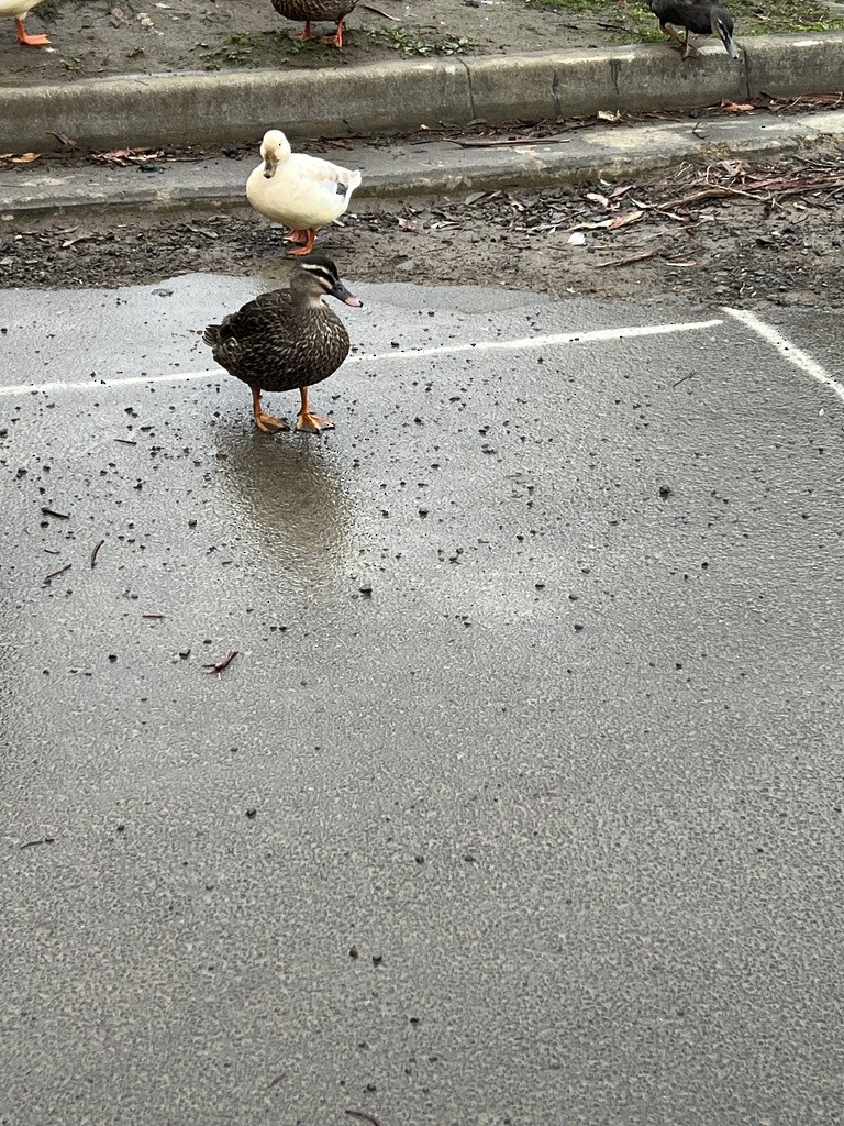 Mallard x Pacific Black Duck (hybrid) - ML600332681