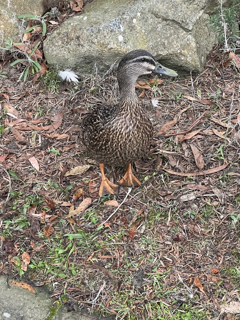 Hybride Canard colvert x C. à sourcils - ML600332701