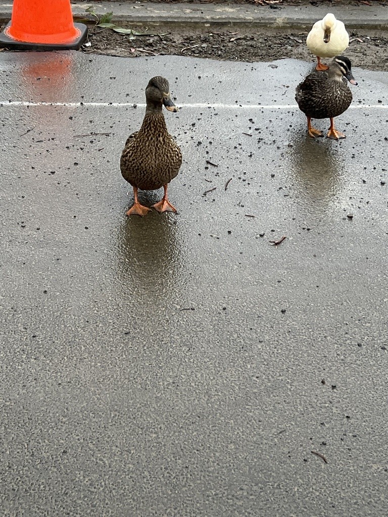 Mallard (Domestic type) - Jason Graham