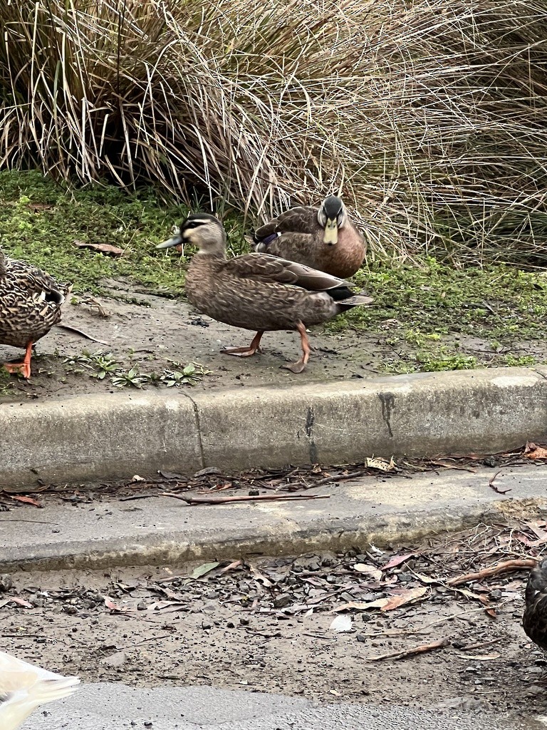 Hybride Canard colvert x C. à sourcils - ML600332761