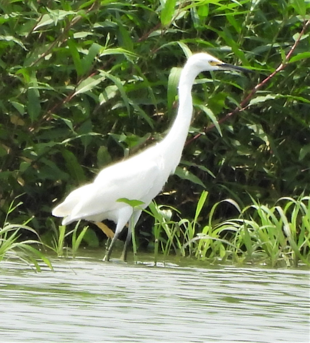 Snowy Egret - ML600332791