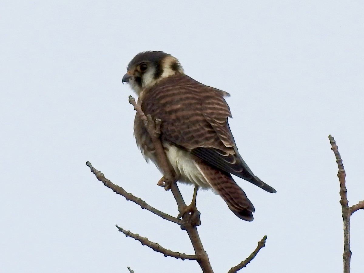 American Kestrel - ML600333171