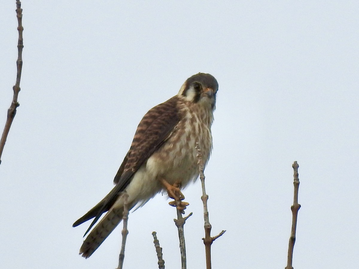 American Kestrel - ML600333181