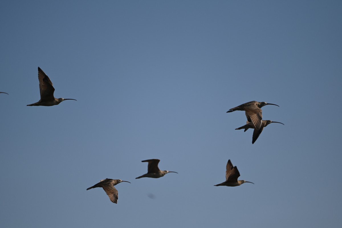 Whimbrel - Tim Kashuba