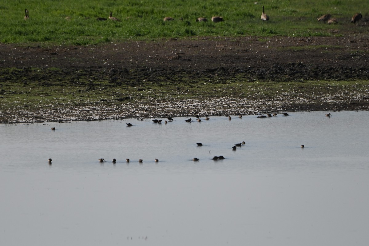 Long-billed Dowitcher - Tim Kashuba