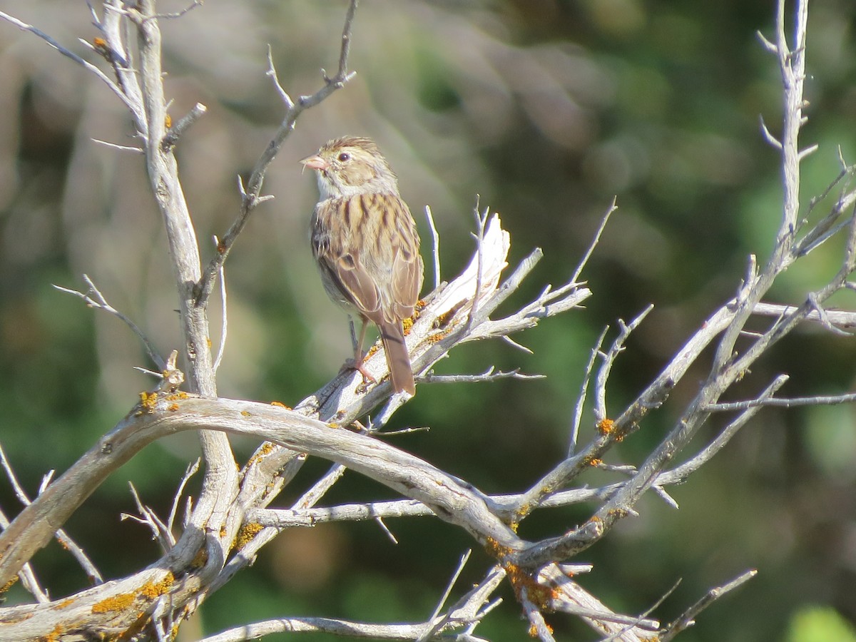 Brewer's Sparrow - ML600335631