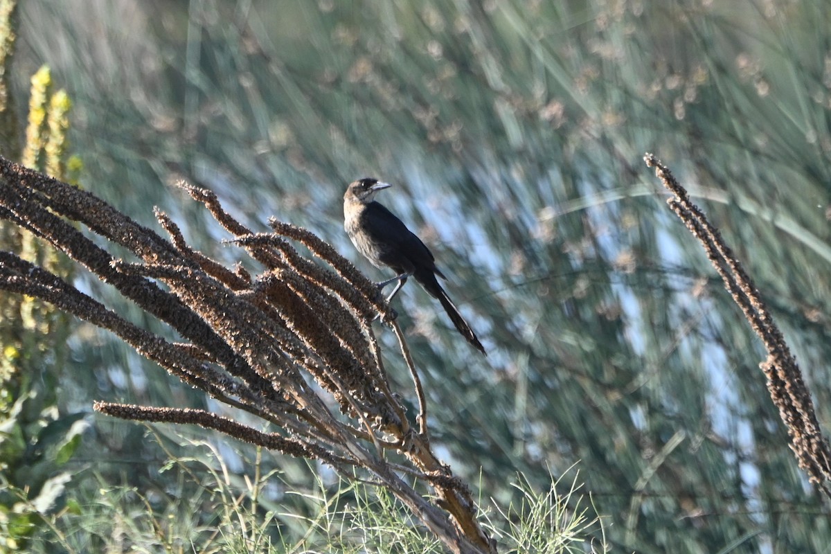 Great-tailed Grackle - Tim Kashuba