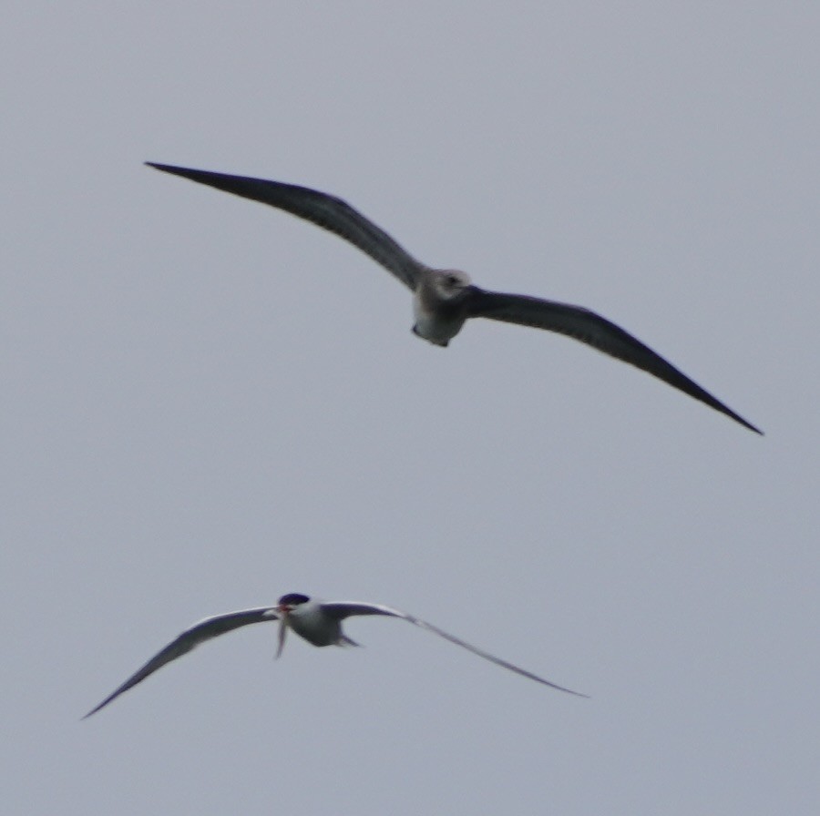 Mouette atricille - ML600335791