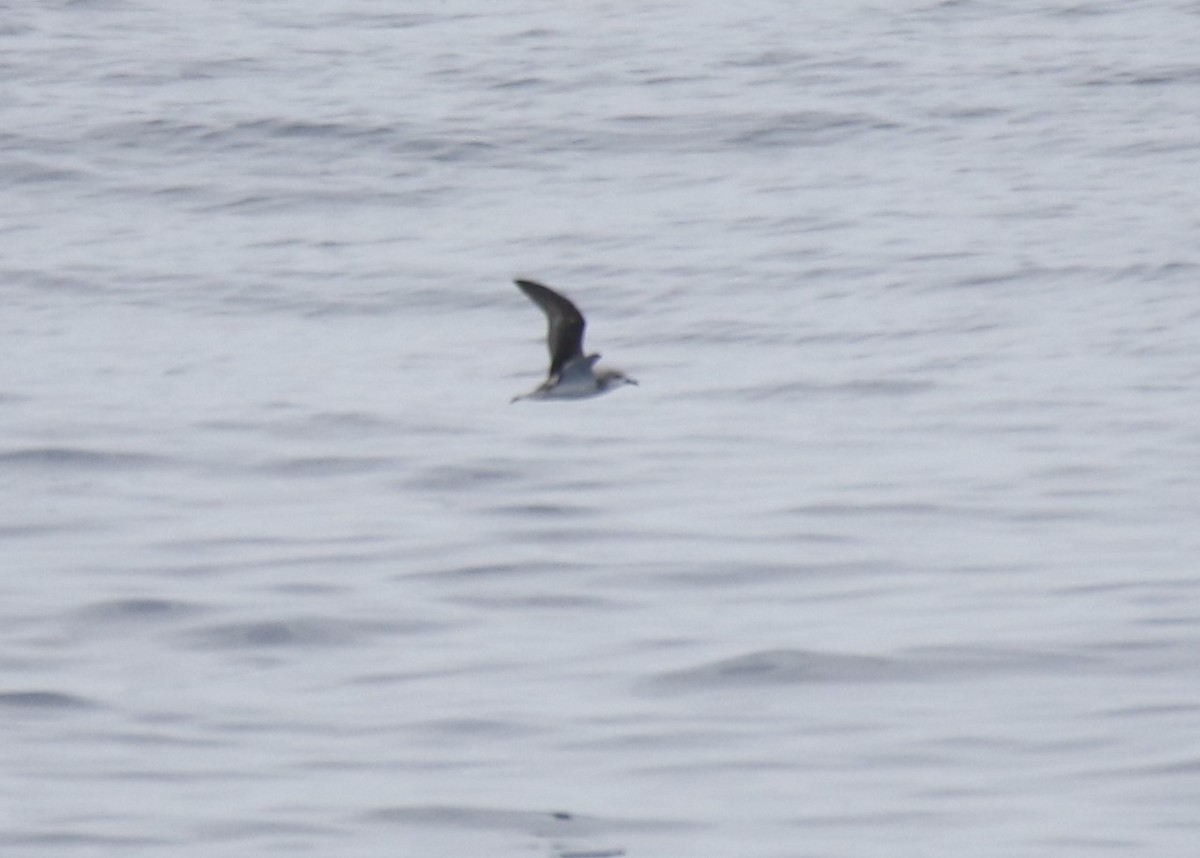 Cook's Petrel - ML600335961