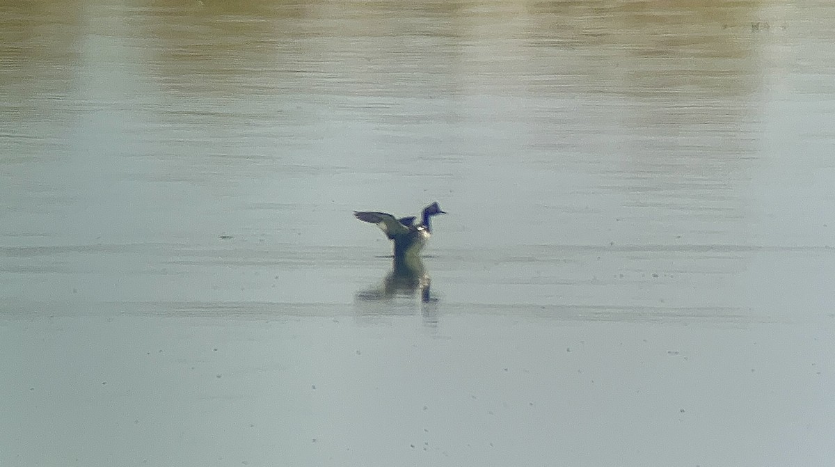 黑頸鸊鷉 - ML600336261