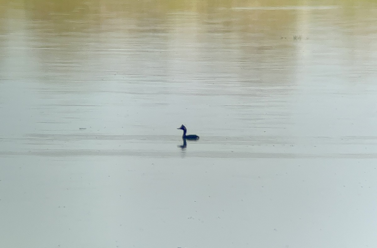 黑頸鸊鷉 - ML600336271