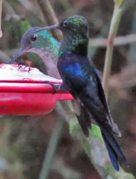 kolibřík vidloocasý - ML600336991