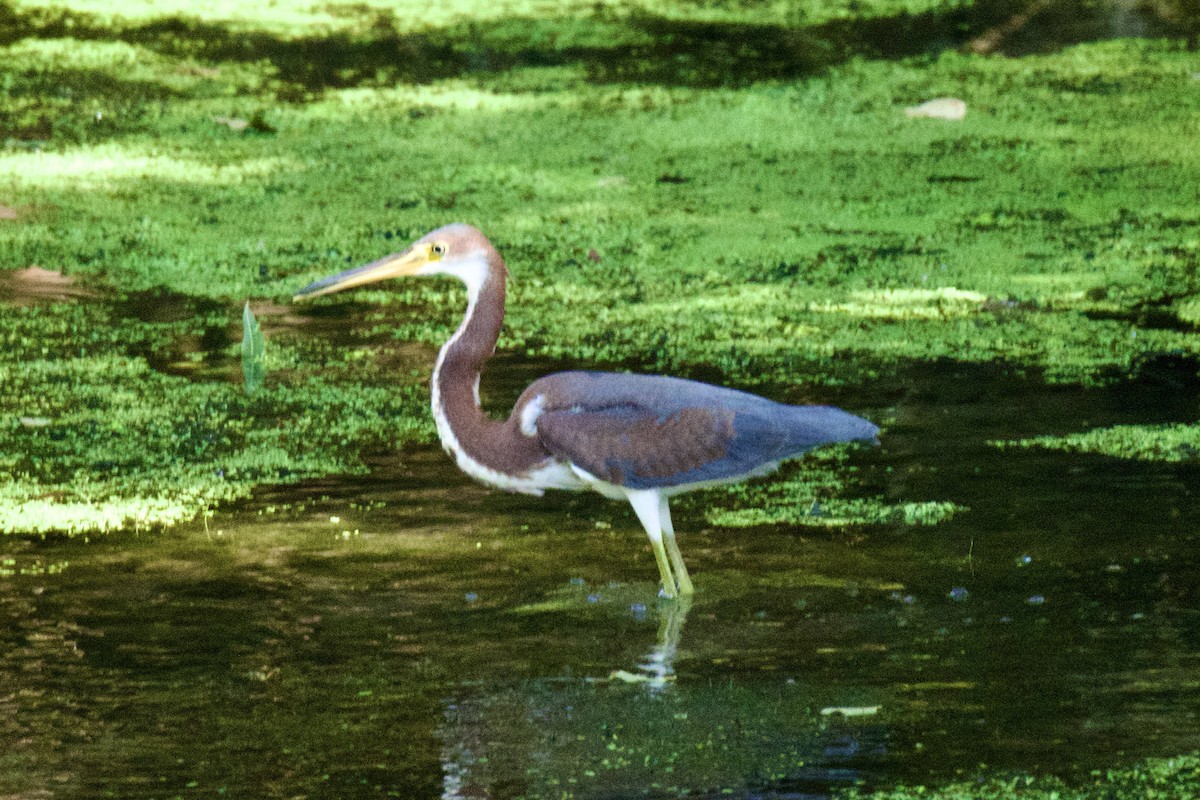 Tricolored Heron - ML600339051