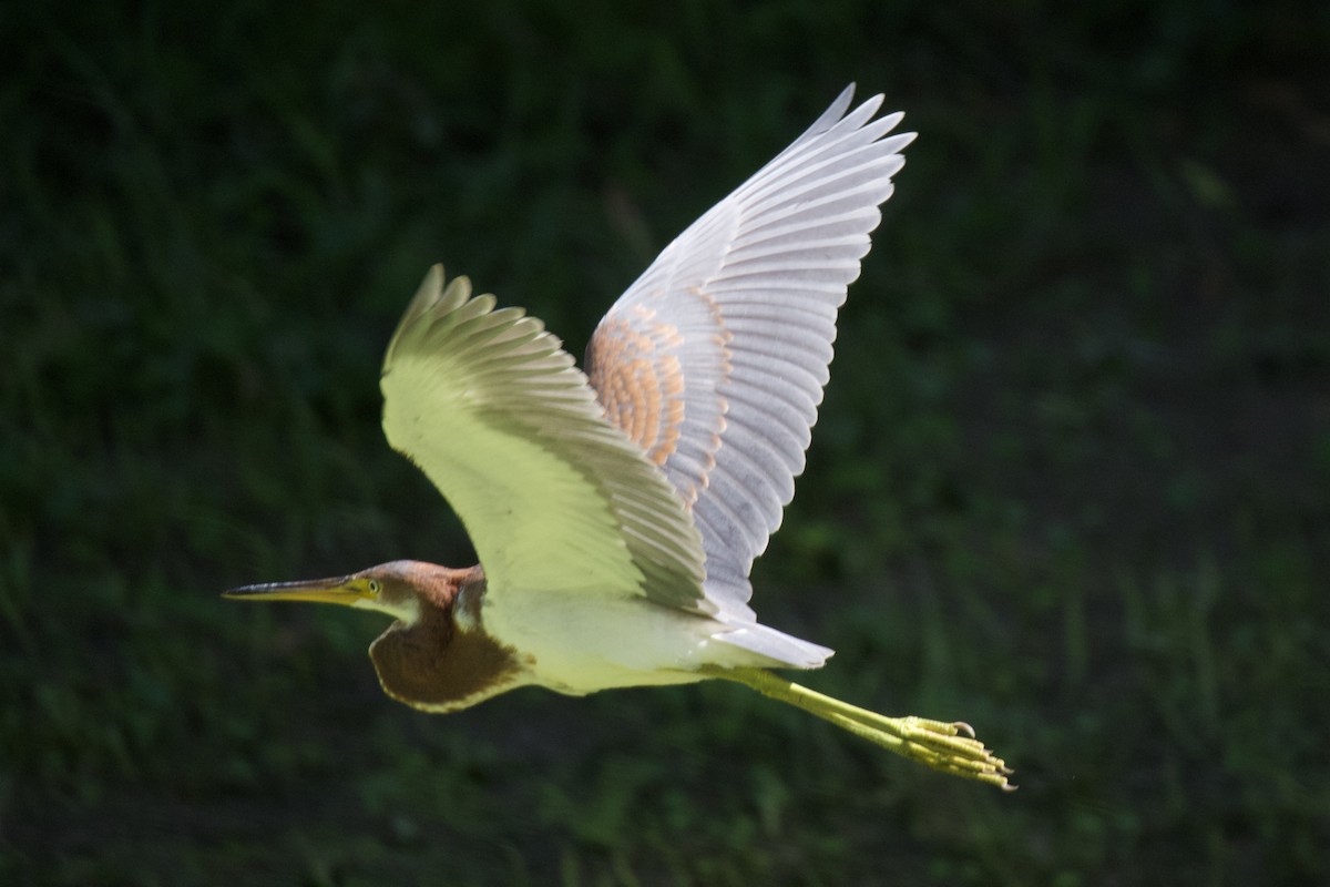 Tricolored Heron - ML600339161