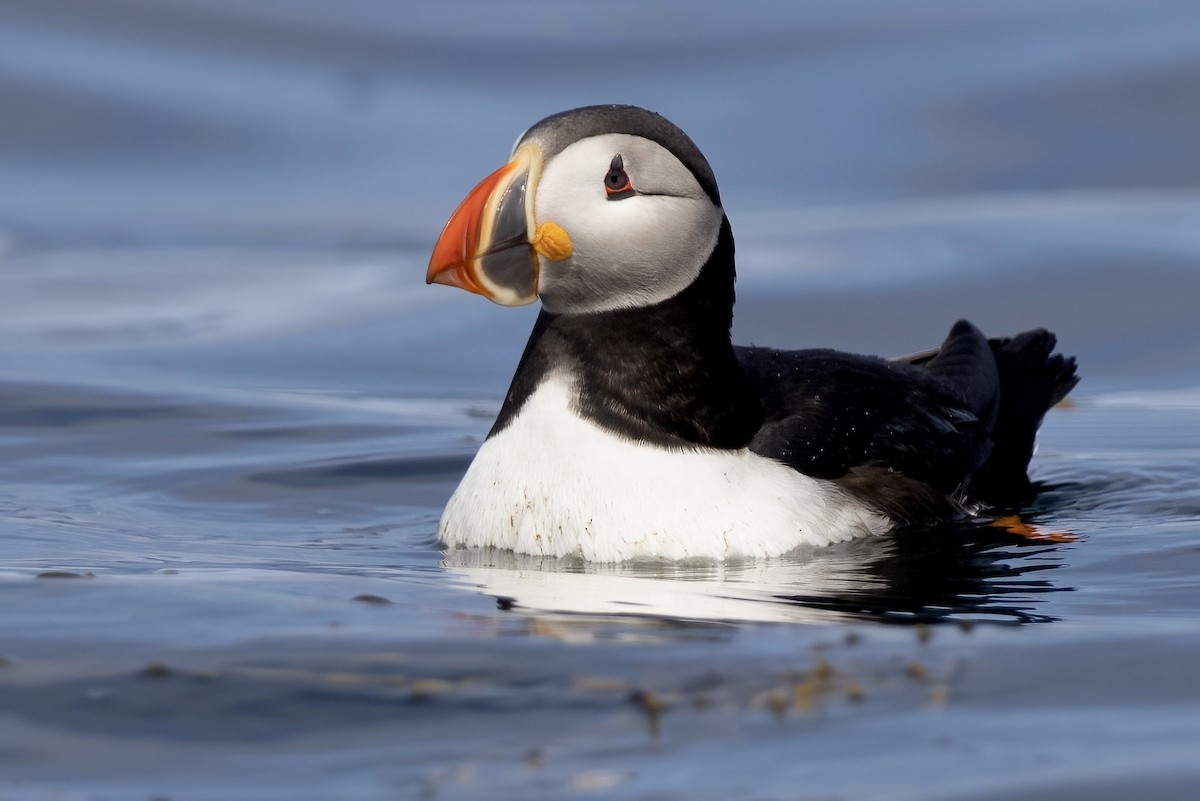 Atlantic Puffin - ML600339321