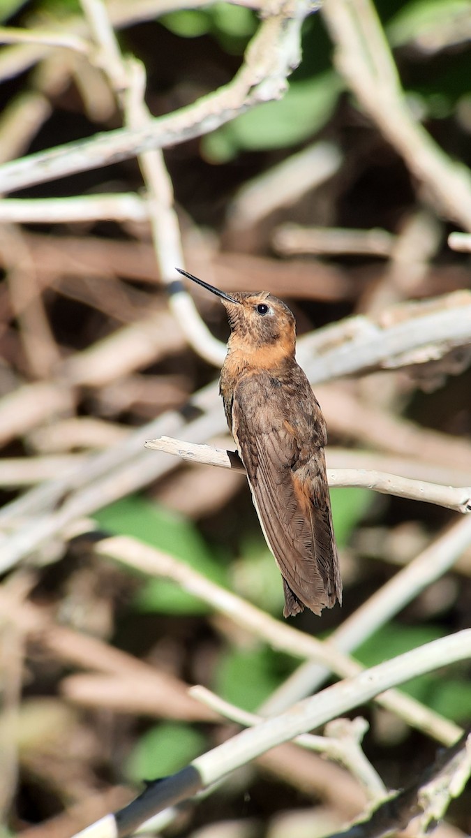kolibřík duhovohřbetý - ML600339361