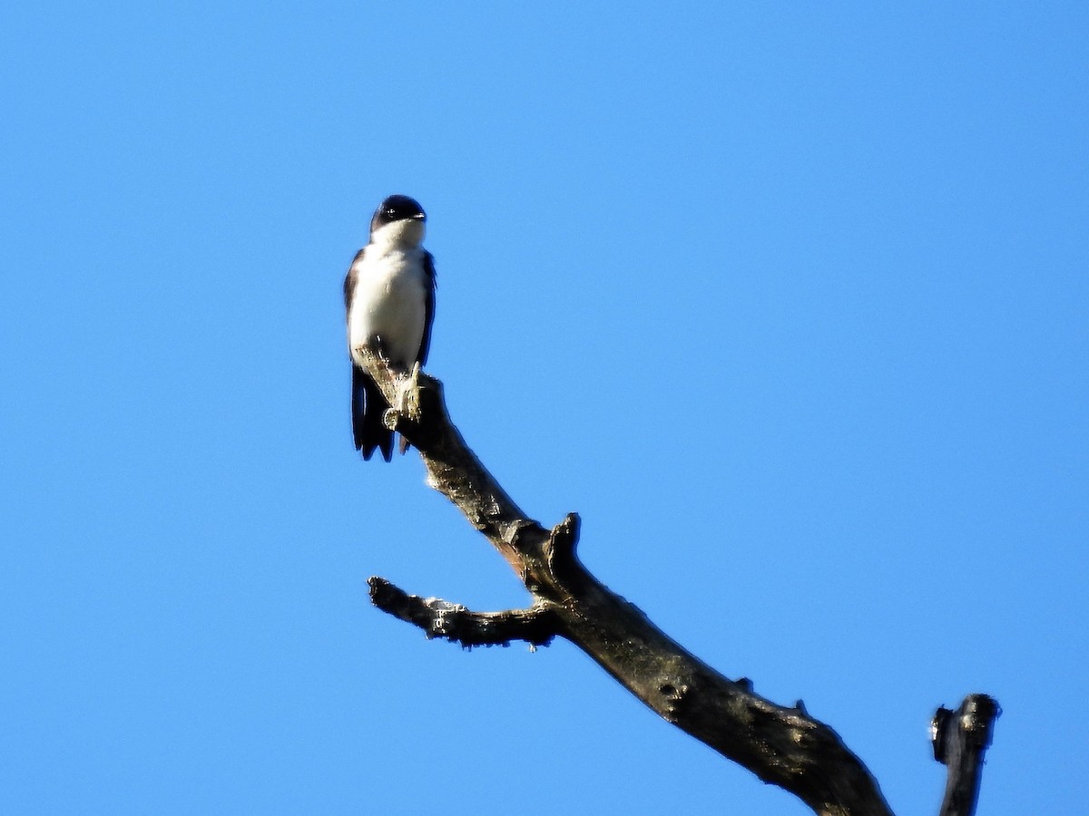 Blue-and-white Swallow - ML600339511