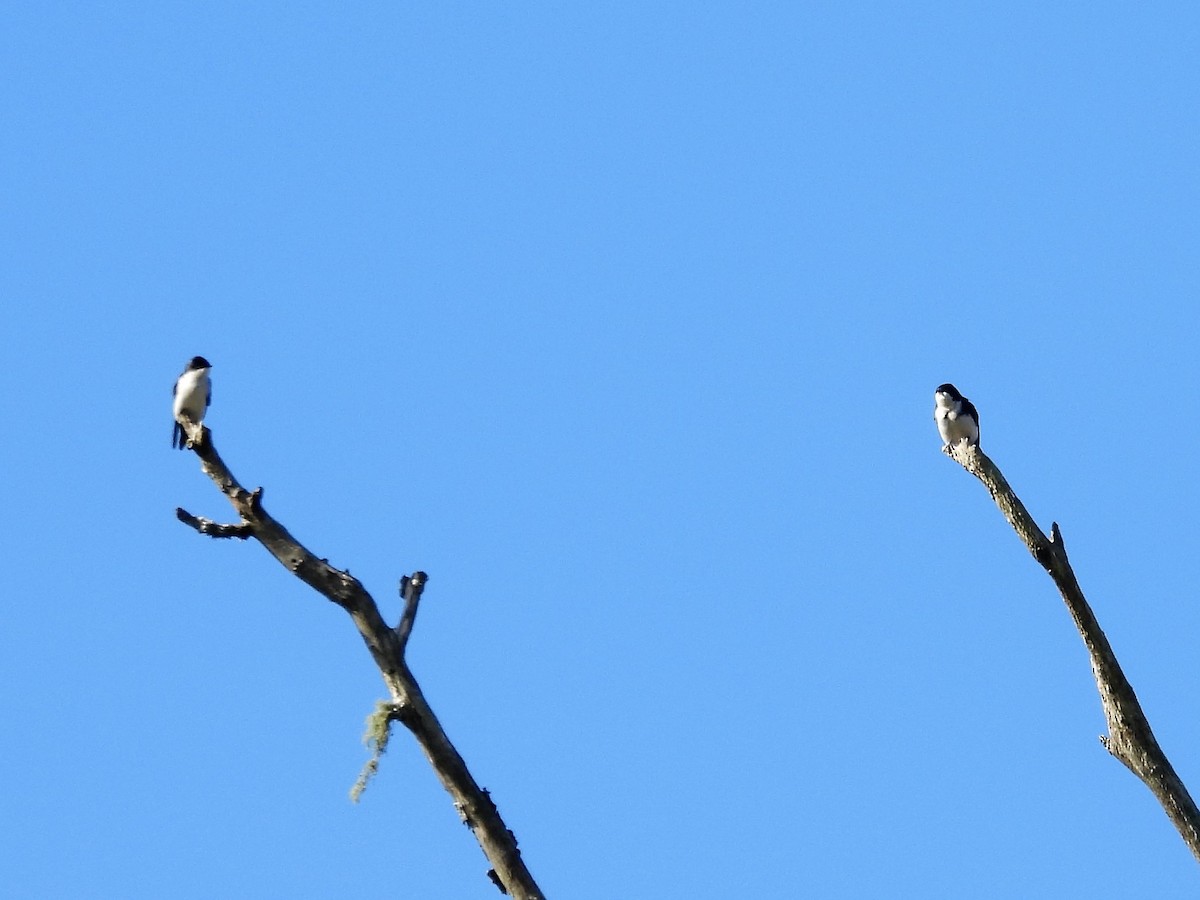 Blue-and-white Swallow - Gustavo Ribeiro