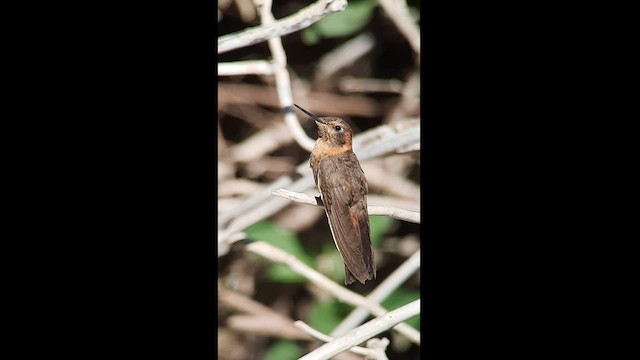 Colibrí Cobrizo - ML600339621