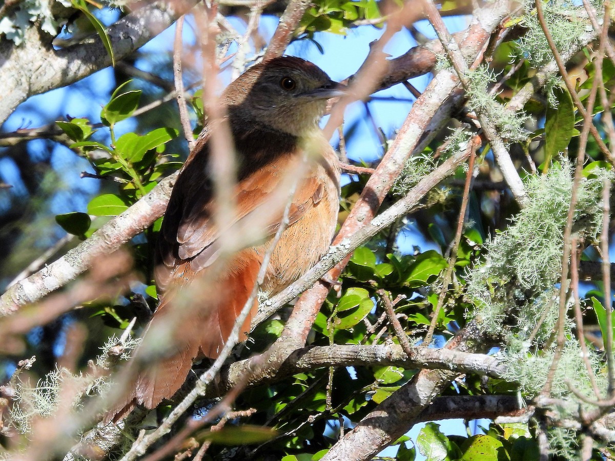 Freckle-breasted Thornbird - ML600339911