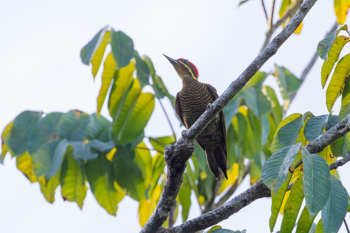 Golden-green Woodpecker (Spot-throated) - João Vitor Andriola