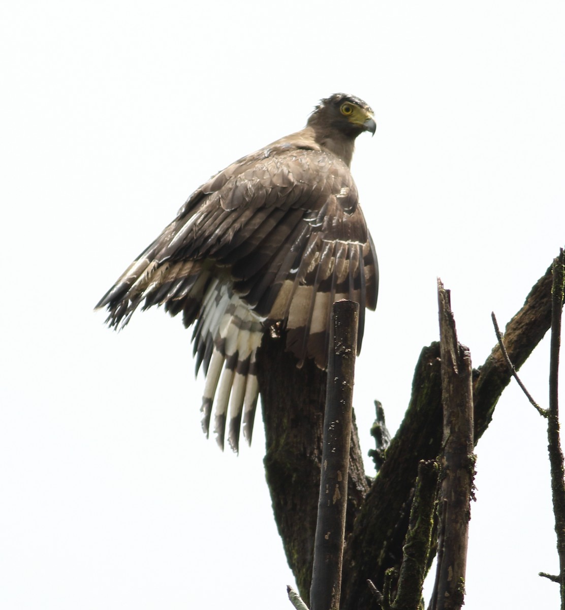 Crested Serpent-Eagle - Savio Fonseca (www.avocet-peregrine.com)