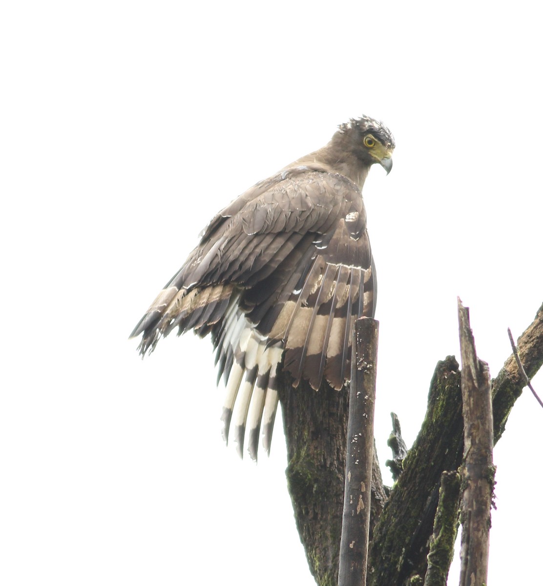 Crested Serpent-Eagle - Savio Fonseca (www.avocet-peregrine.com)