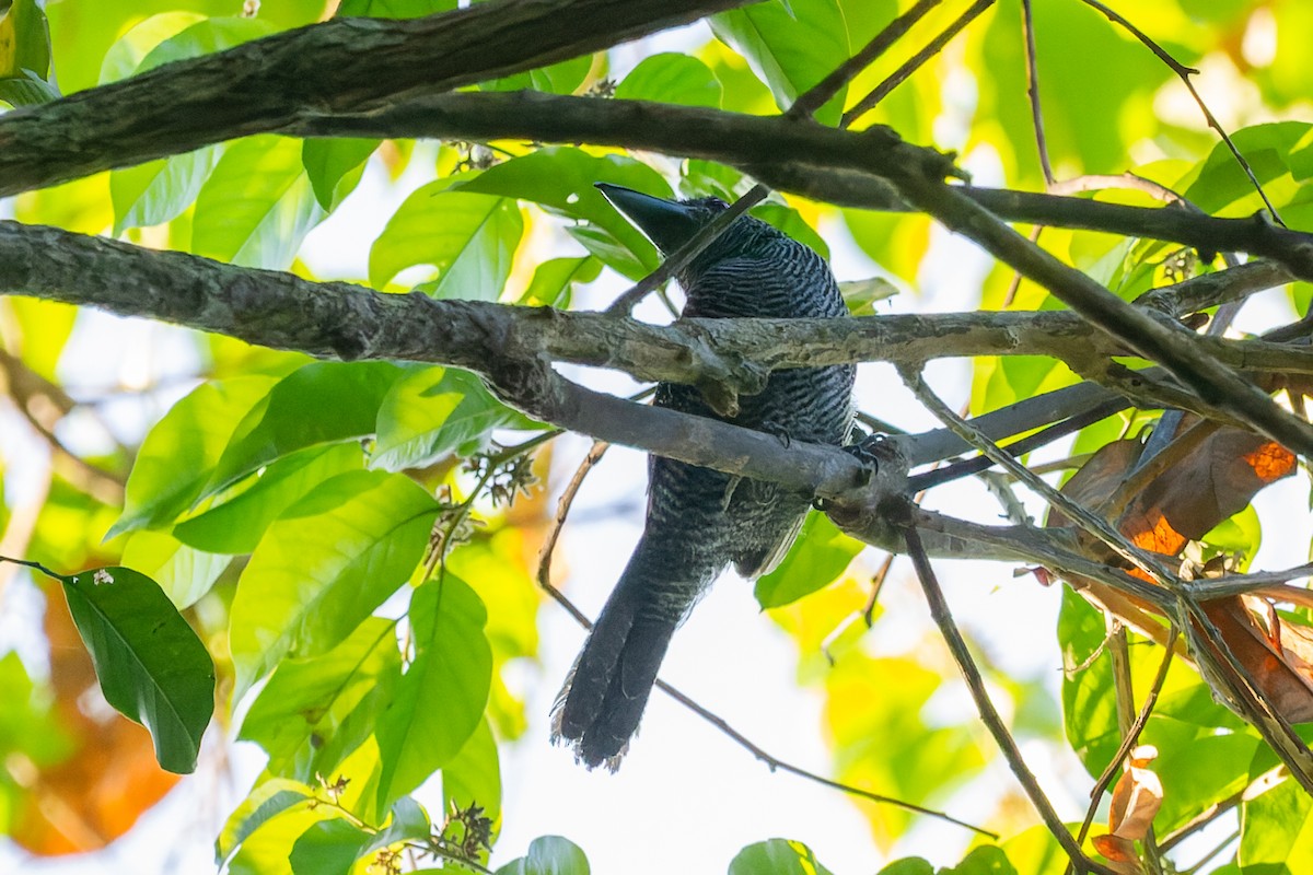 Fasciated Antshrike - ML600340531