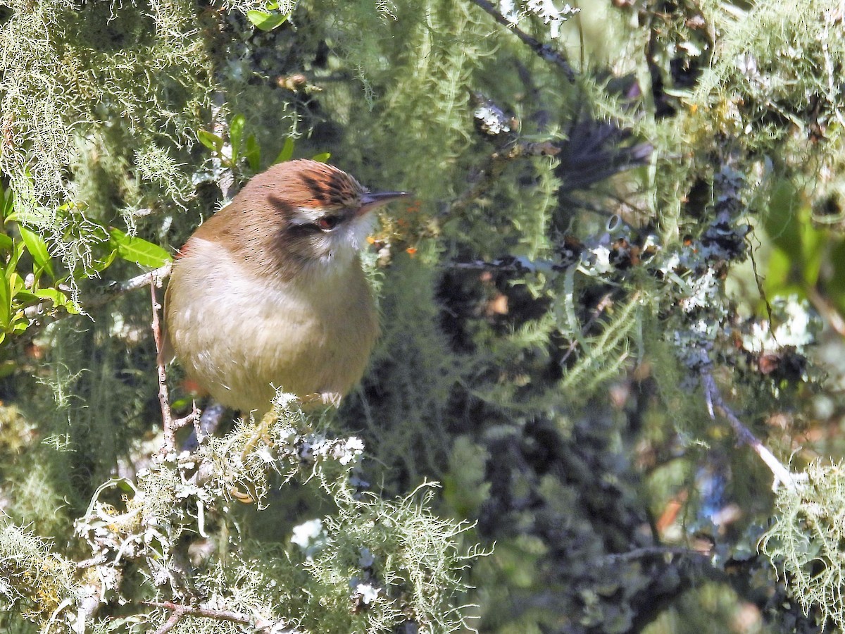 Stripe-crowned Spinetail - ML600340811