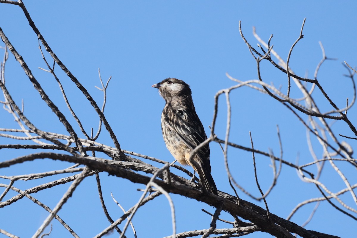 White-cheeked Cotinga - ML600340941