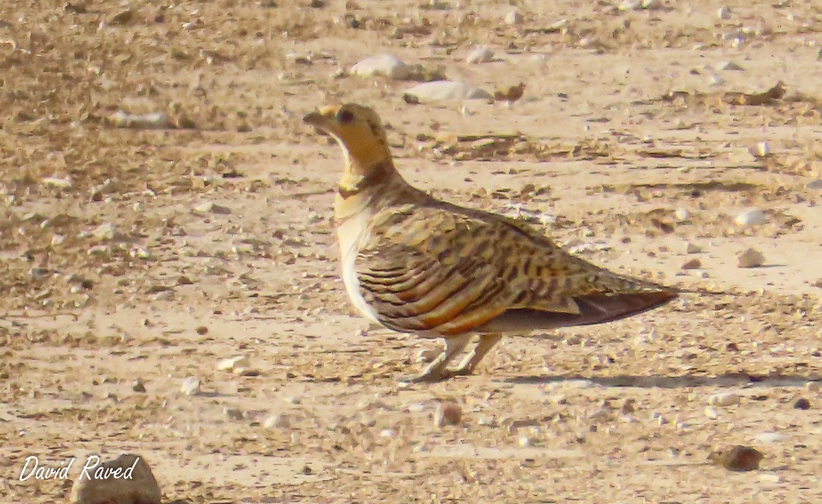 Pin-tailed Sandgrouse - ML600340971