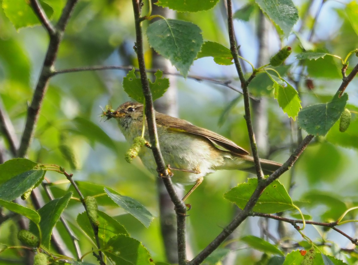 Willow Warbler - ML600341001