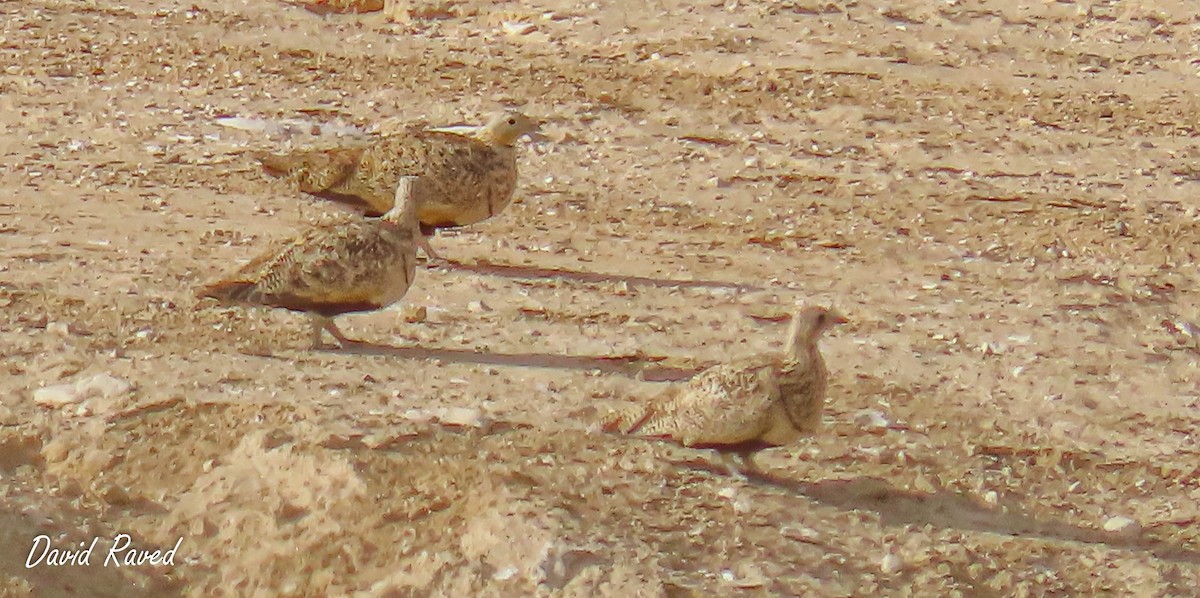 Black-bellied Sandgrouse - ML600341091