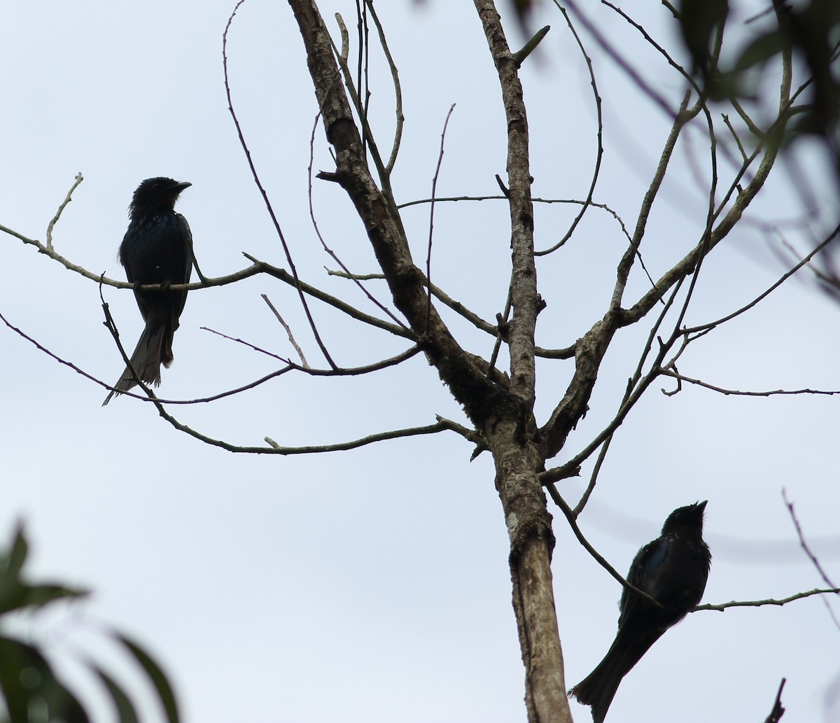 Menevişli Drongo - ML600341131