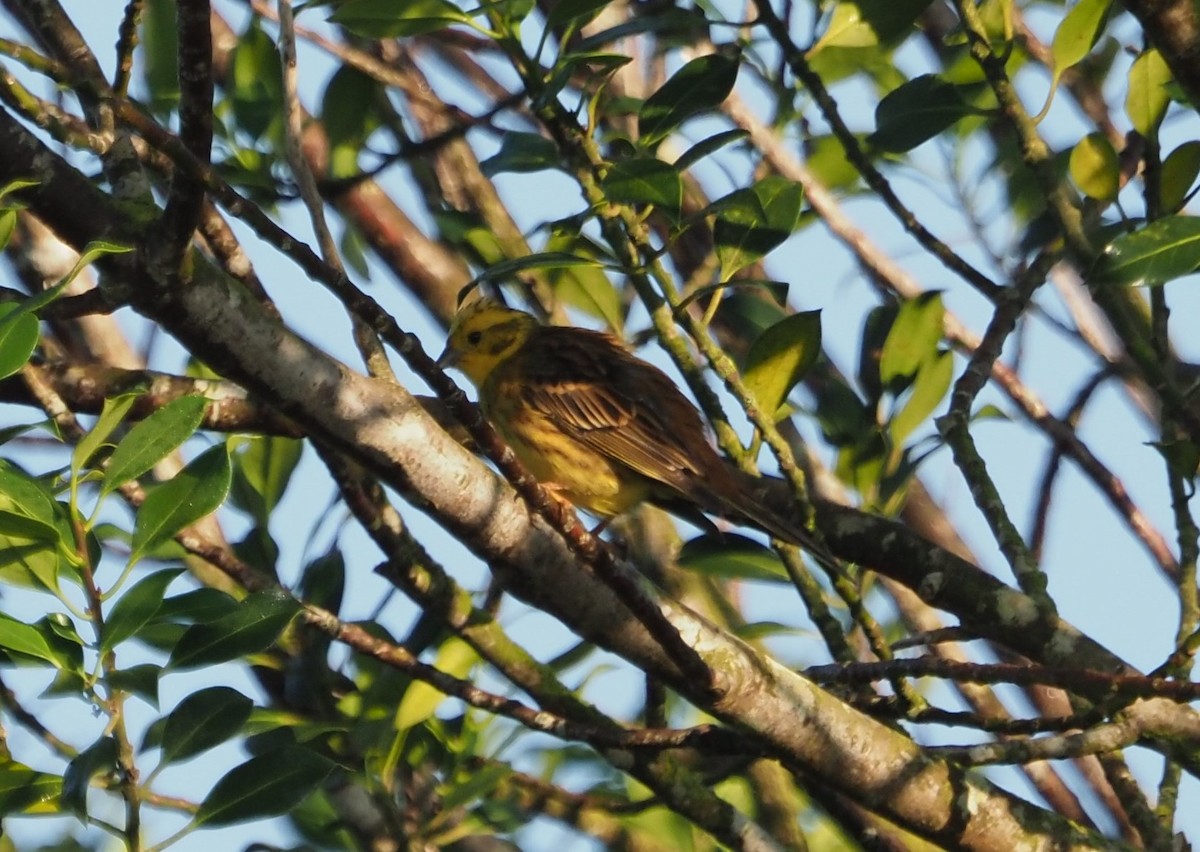 Yellowhammer - ML600341231