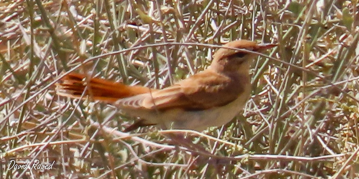 Rufous-tailed Scrub-Robin - David Raved