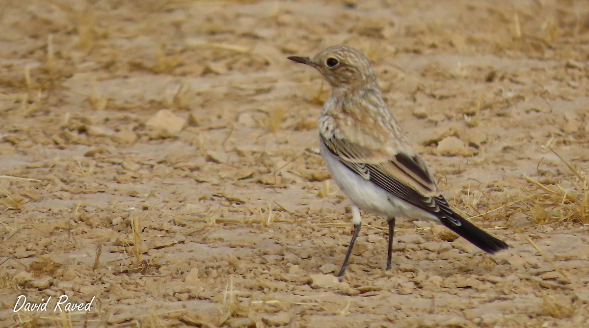 Desert Wheatear - ML600341461