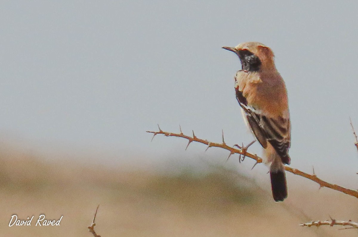 Desert Wheatear - ML600341501