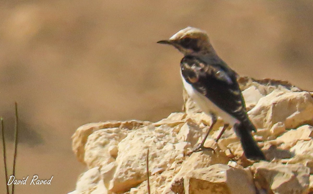 Mourning Wheatear - ML600341581