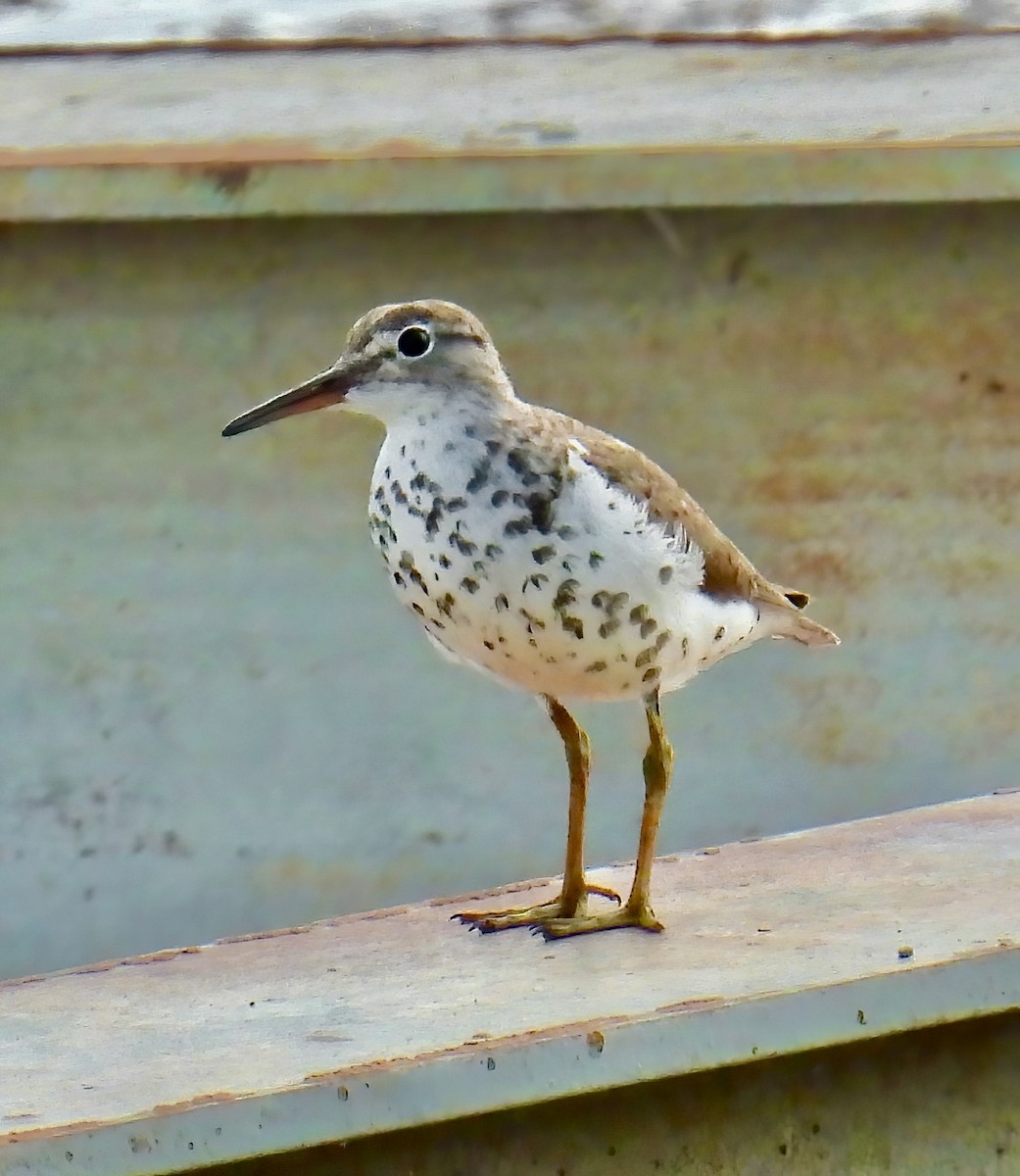 Spotted Sandpiper - Van Remsen