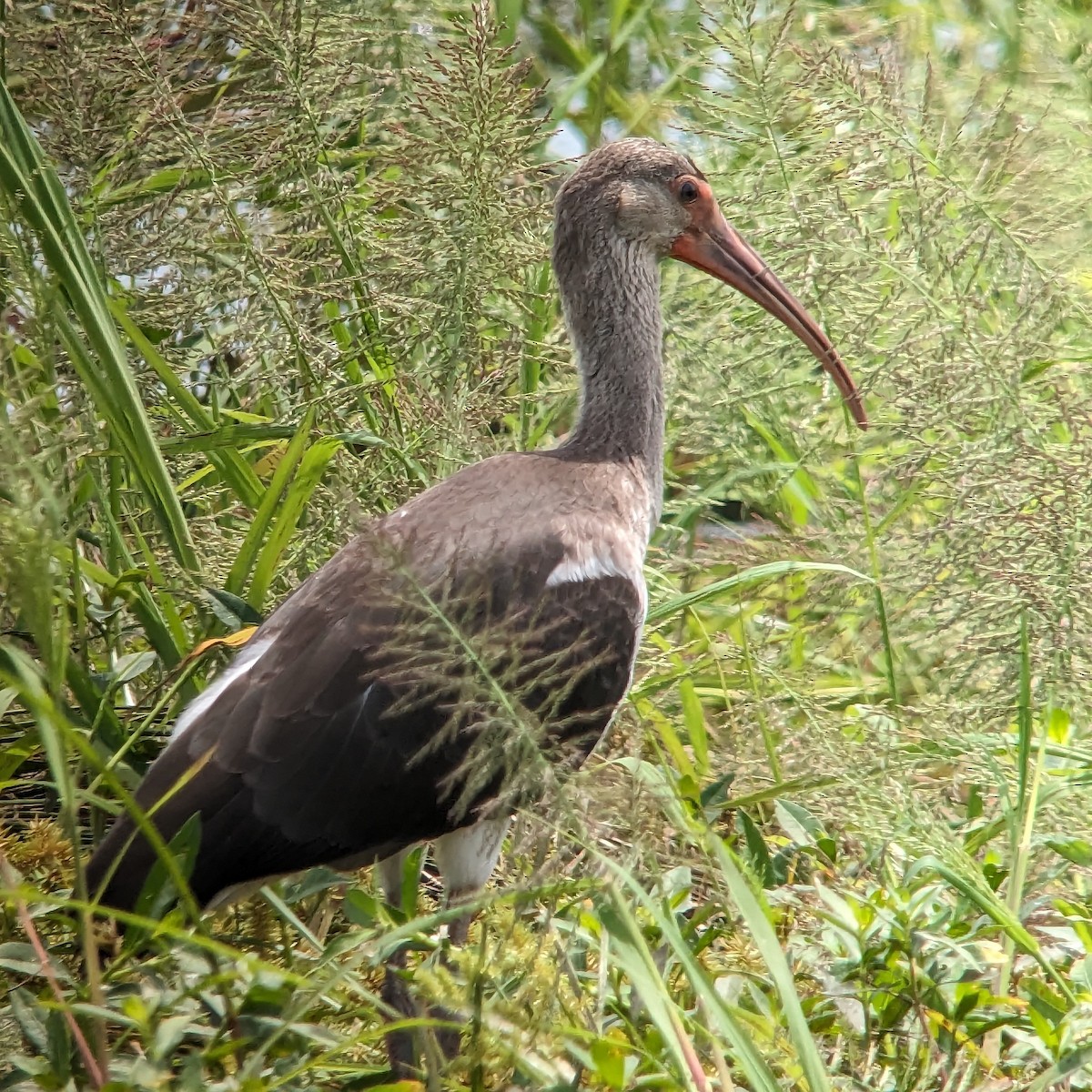 White Ibis - ML600342011