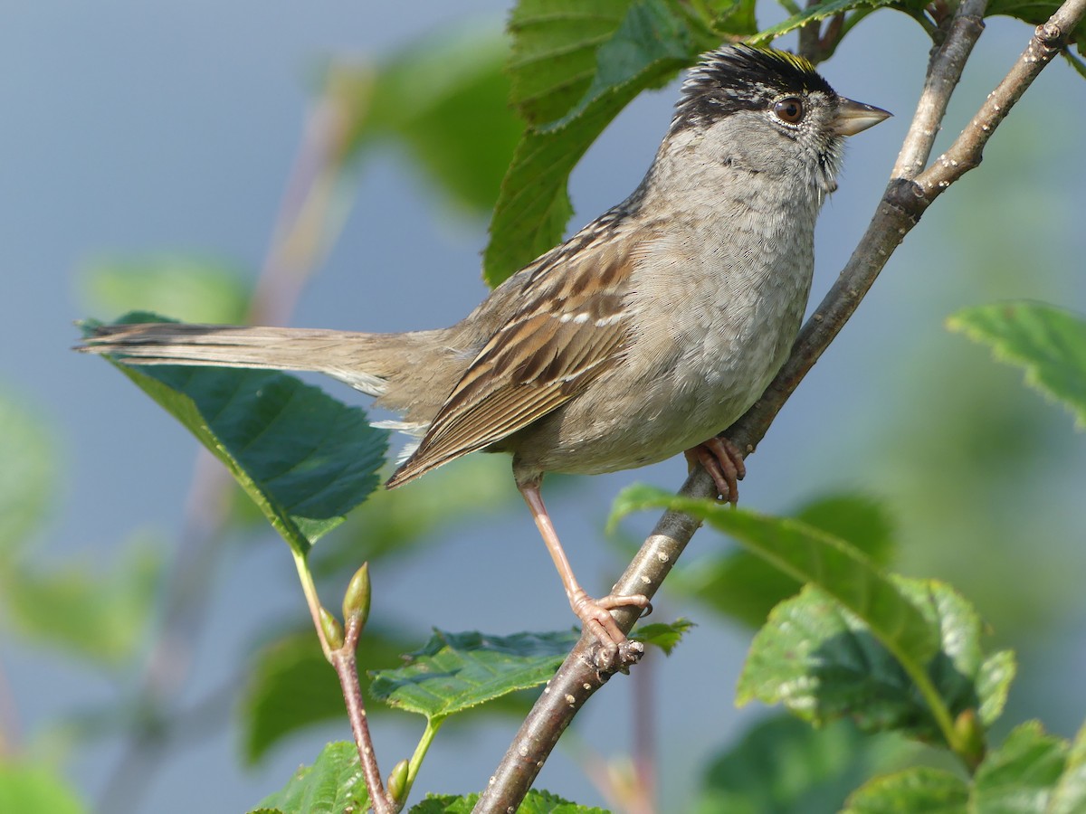 Golden-crowned Sparrow - Gus van Vliet