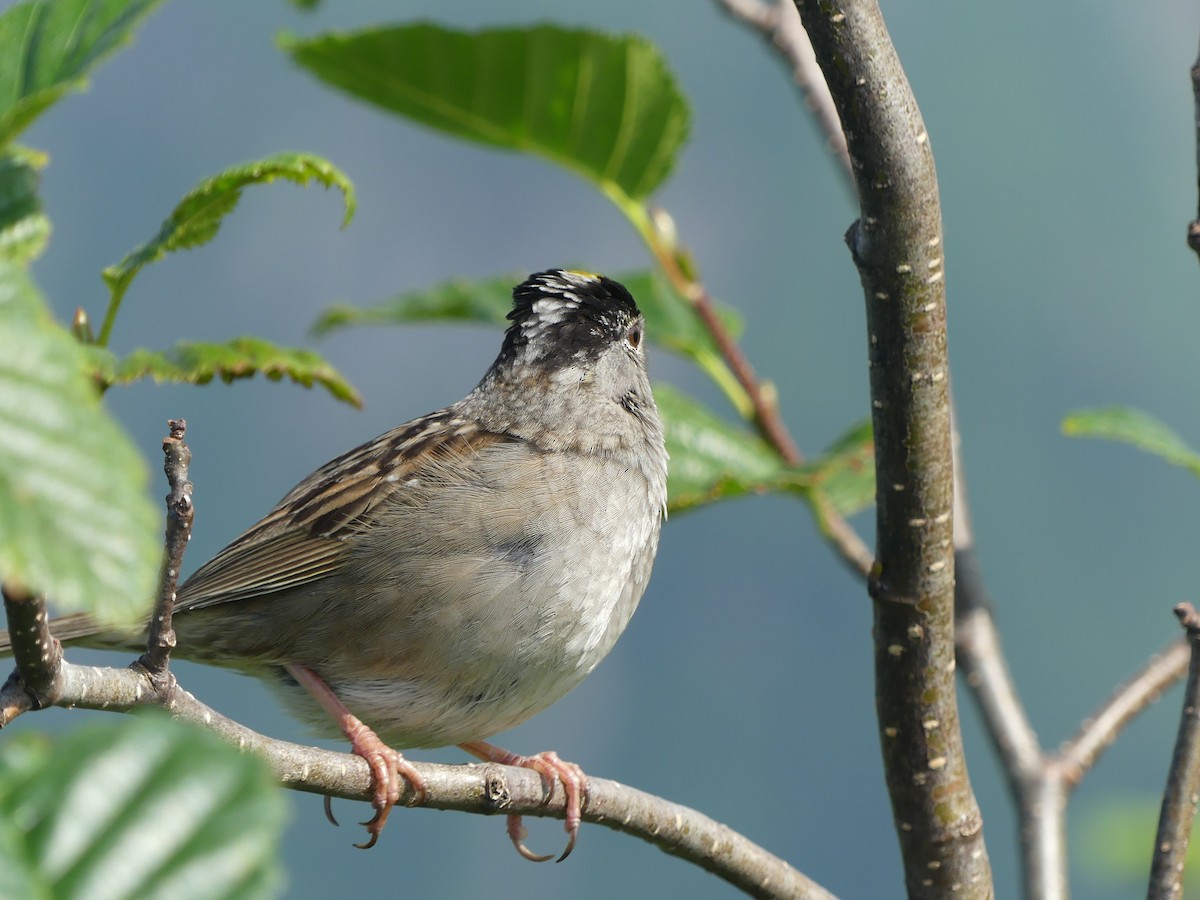 Golden-crowned Sparrow - Gus van Vliet