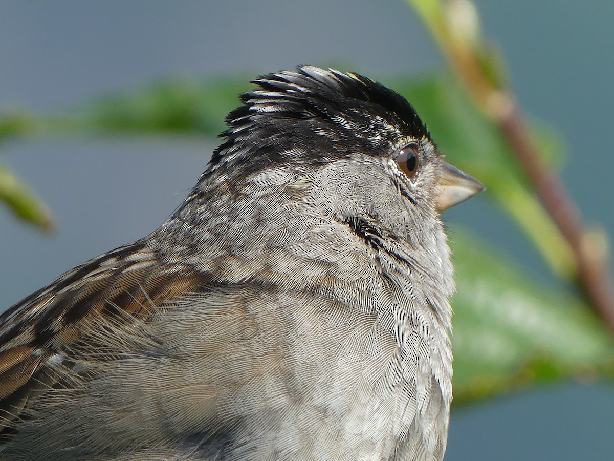 Golden-crowned Sparrow - Gus van Vliet