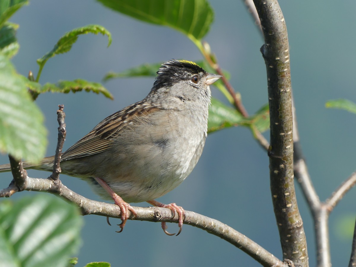 Golden-crowned Sparrow - Gus van Vliet