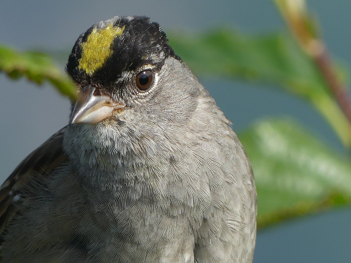 Golden-crowned Sparrow - Gus van Vliet