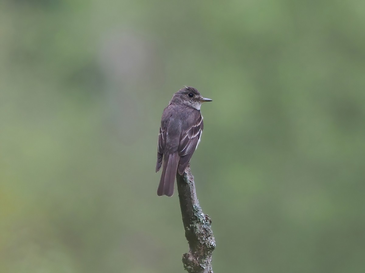 Eastern Wood-Pewee - ML600345511