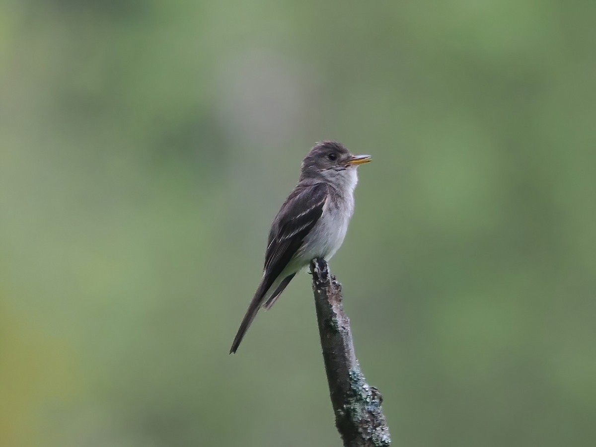 Eastern Wood-Pewee - Daniel Kaplan